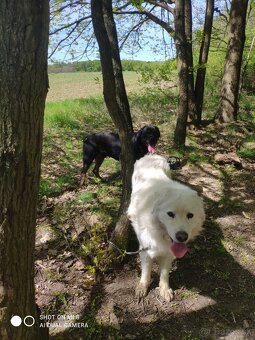 Krytie slovenský čuvač - 5