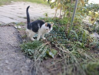 Darujem mačiatko - 5