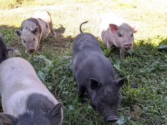 gottingenske mini prasiatka prasa prasce gotingen sviňa svin - 5