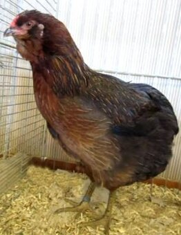 Araukana divoko sfarbená - kuriatka - 5