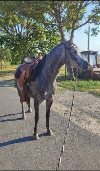 Športová pony kobylka - 5