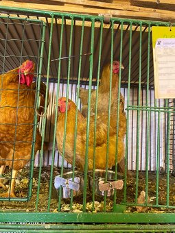 Oravka žltohnedá - 5