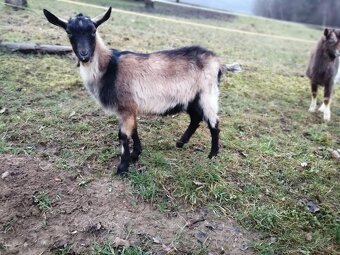 na predaj bezrohý cap do chovu - 5