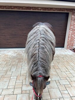 BRETÓNSKA KOBYLA - 5