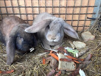 Francúzsky baran - 5