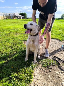 Darujem kríženca labradora - 5