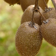 Kiwi - 5