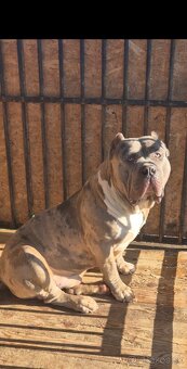 American bully xl - 5