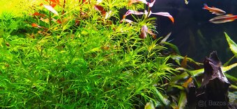 Rastliny do akvária, gupky, krevetky mix(Neocaridina) - 5