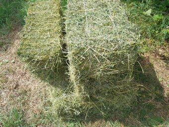 Predam male baliky lucerky,dateliny - 5