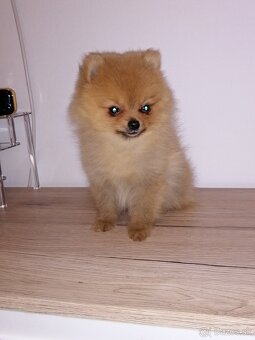 Nemecký špic trpasličí, pomeranian - 5