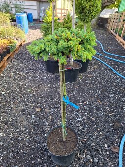 Stromy na kmienku - 5