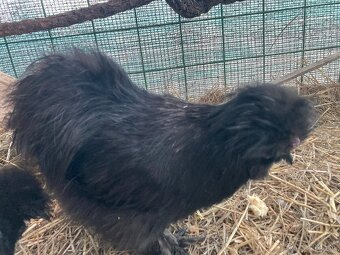 Kohút hodvabnicka - 5