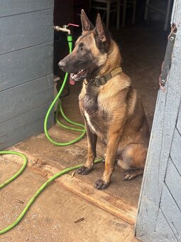Belgický ovčiak (malinois) NA KRYTIE - 5