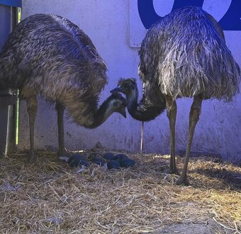 Predame mláďatá emu hnedého - 5