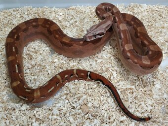 Boa imperator - Hypo Aztec Red Pastel het Sharp Albino - 5