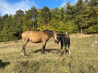 5 ročná kobyla QH - 5