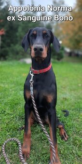 DOBERMANN šteniatka s P.P. - 5