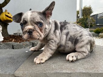 Francuzsky buldoček - 5