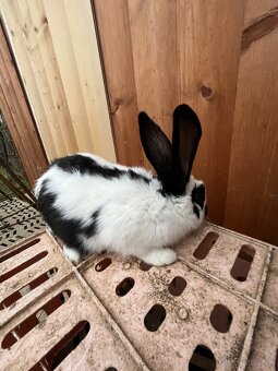 Český strakáč samec - 5