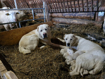 Stredoázijský ovčiak s PP - 5