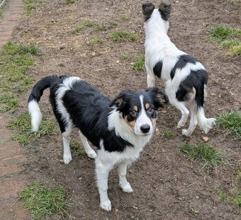 Border kolia tricolor - 5