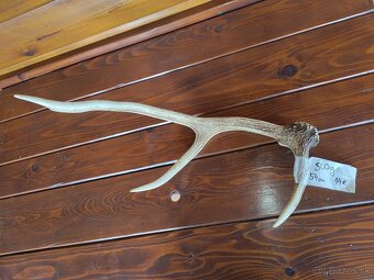 Jelenie parohy,parožie - 5