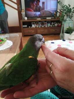 Papagáj senegalsky - 5