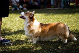 Welsh corgi pembroke s PP - 5