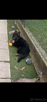 Nemecký ovčiak s pp - 5