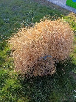 Predám okrasnú trávu - 5