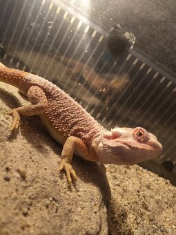 Agama bradatá red - 5
