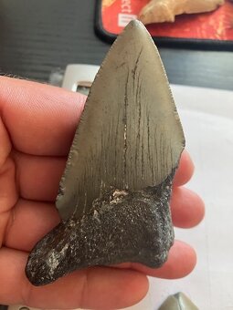 Fosília, skamenelina, Megalodon, zub, žralok - inzerát č.12 - 5