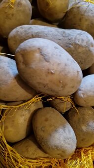 Zemiaky soraya na uskladnenie - 5
