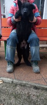 Nemecký ovčiak šteniatka - 5