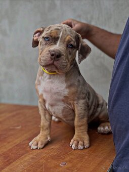 American Bully Xl - 5