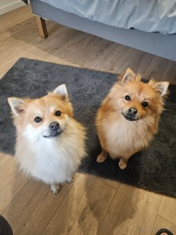 Pomeranian Mini - 5