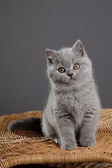 🐱 Hľadáme otrokov Teda... ehm... milujúcich majiteľov - 5