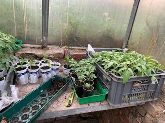 Planty rajcin a paprika - 5