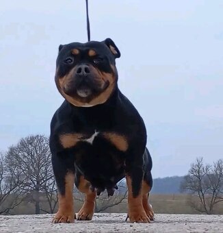 American bully pocket - 5