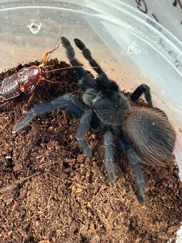 Predam pavúka PTERINOPELMA SAZIMAI - 5