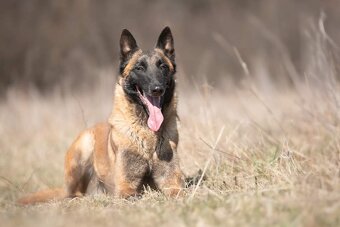 Belgický ovčiak Malinois s PP - 5