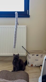 Maine coon , Mainská Mývalia, MCO - 5