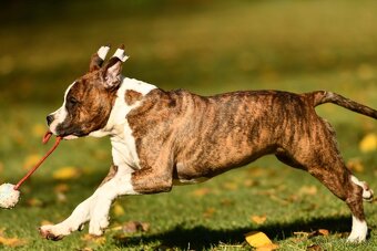 Americký stafordšírsky teriér s PP - 5