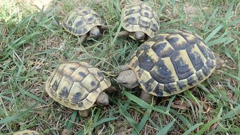 Suchozemská korytnačka - 5