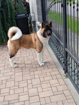 Americká akita - 5