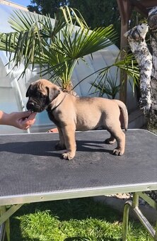 Bulmastif/ Bullmastiff s PP - 5