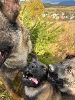 Šteniatka nemeckého ovčiaka - 5