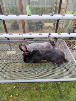 Predám králiky NOS - 5