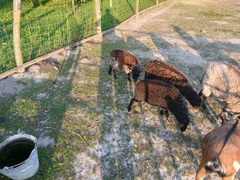 Ouessant / Quessant mini ovecky - 5